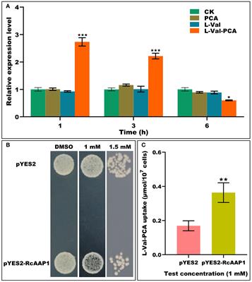 Amino acid permease RcAAP1 increases the uptake and phloem translocation of an L-valine-phenazine-1-carboxylic acid conjugate